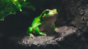 O sapo do poço