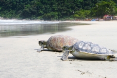 Gremar devolve tartarugas à natureza | Jornal da Orla