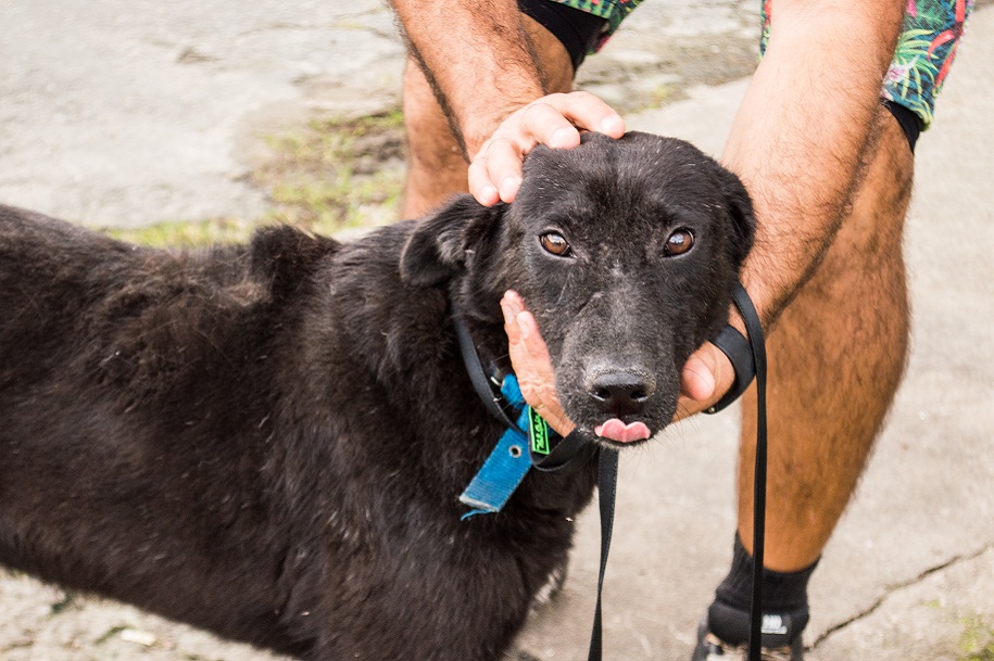 Campanha para adoção de cães com pelagem preta termina 1º dia com sucesso | Jornal da Orla