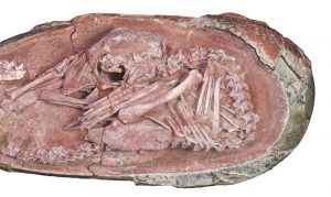 Pesquisadores encontram fóssil de ovo de dinossauro com 70 milhões de anos