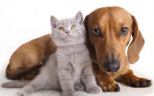 Governo de SP sanciona lei que cria Programa de Proteção a Animais Domésticos