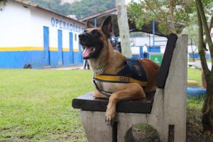 Guarda Civil Municipal de Santos ganhará reforço de três cães