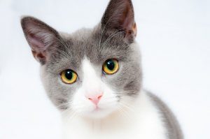 Curiosidades sobre os gatos que você nem imagina