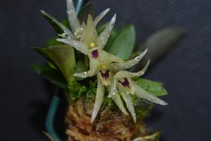 Orquídea Octomeria estrellensis