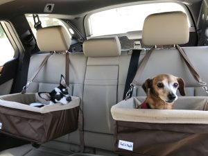 Viajar com animais requer cuidados especiais