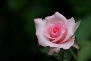 Desistir da rosa?