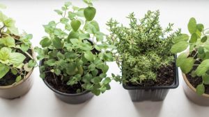 Horta em casa: como cultivar temperos, vegetais e chás de forma simples