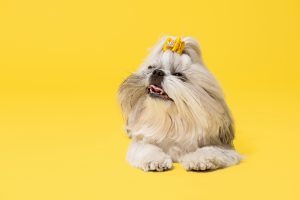Cinco dicas para cuidar de cães de pelagem longa