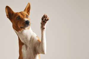 Como contribuir com o Fundo de Proteção Animal de São Vicente