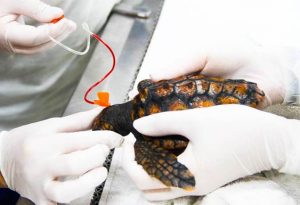 Em 2021, Instituto Gremar reintegrou 37 animais à natureza
