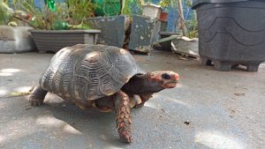 Escola de Guarujá ganha novo mascote