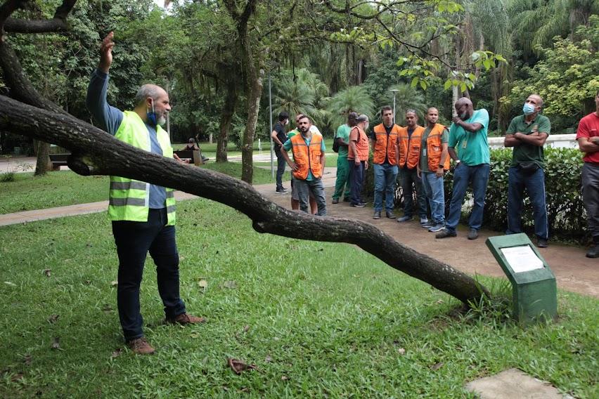 Santos irá monitorar mais de 30 mil árvores da cidade | Jornal da Orla