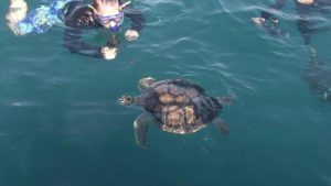 Site da Marinha destaca lei de cultura oceânica em Santos