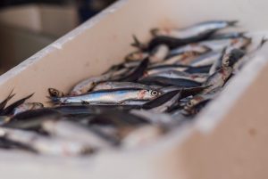 Festival da Sardinha em Santos venderá peixe a R$ 10 o quilo