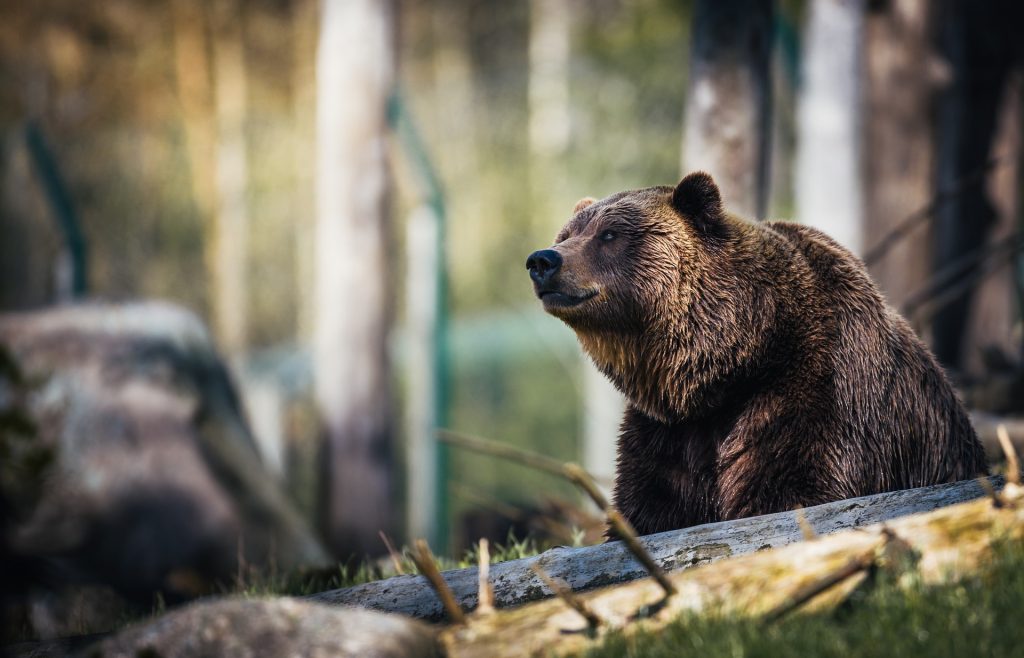 Escute as feras: um urso, uma antropóloga, um encontro para sempre
