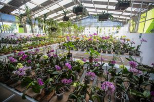 Orquidário de Praia Grande segue aberto à visitação durante feriado prolongado