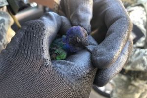 Saiba como solicitar resgate ou denunciar captura de animais silvestres em São Vicente