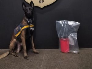 Cão da Guarda Municipal de Santos auxilia em apreensão de drogas