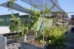 Jardins terapêuticos serão implantados em policlínicas de Santos