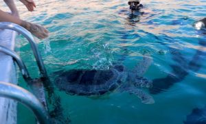 Aquário de Santos devolve três tartarugas à vida no mar