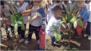 Escola de Santos ganha 20 árvores nativas da Mata Atlântica
