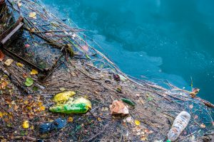 Festival do Mar alerta para a preservação do ambiente marinho em Santos e Guarujá