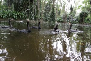 Quatro biguás passam a viver no Orquidário de Santos após serem resgatados