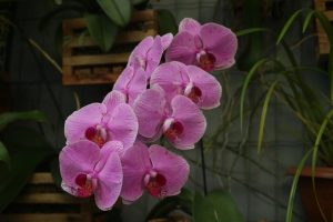 Orquidário de Santos promove 5º festival de floricultura