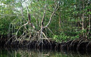 importância bilionária dos manguezais