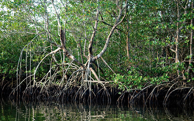 A importância bilionária dos manguezais | Jornal da Orla