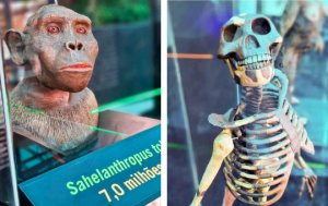 Expo em Santos apresenta réplicas de achados científicos que explicam a origem humana
