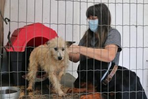 Cães recebem coleira contra a leishmaniose em morro de Santos