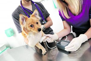 Hipertensão em cães e gatos pode causar problemas irreversíveis