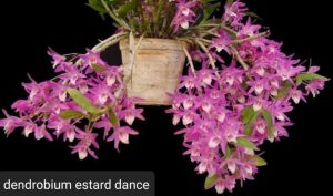 “Feira e Exposição de Orquídeas” acontece durante Primavera Criativa em Santos