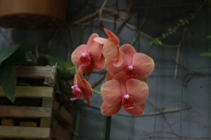Orquidário de Santos oferece curso para iniciantes sobre cultivo de orquídeas