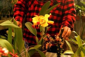 Santos oferece curso gratuito de cultivo de orquídeas
