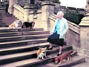 Cachorros da Rainha Elizabeth: Corgis