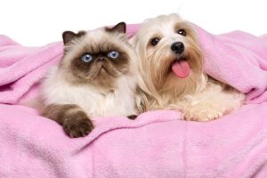 Feira Pet agita Santos neste fim de semana