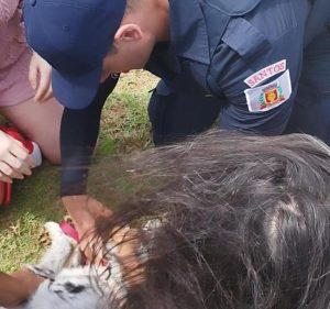 Cão engasgado com brinquedo é salvo pela Guarda Municipal de Santos