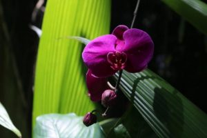 Curso em Santos orienta sobre replantio de orquídeas