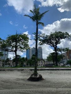 Coqueiros serão transferidos na faixa de areia da orla de Santos