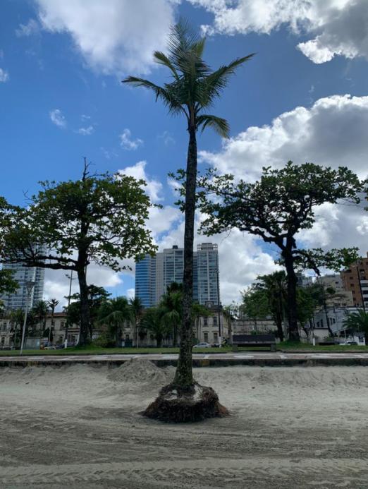 Coqueiros serão transferidos na faixa de areia da orla de Santos