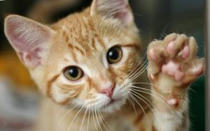 Santos abre processo para financiar projetos destinados ao bem-estar animal