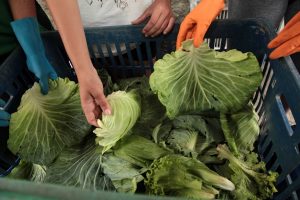 Projeto em Santos reaproveita hortaliças de feira livre para educação ambiental e combate à fome