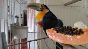Guarda Ambiental resgata três animais silvestres e um doméstico em Santos