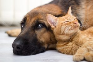 Como denunciar maus-tratos contra animais em São Vicente