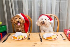 Como evitar intoxicação alimentar no pet nas festas de fim de ano