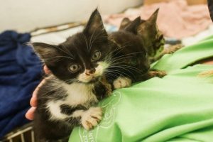 Onde adotar animais em São Vicente