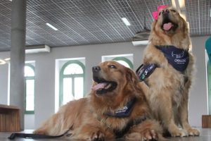 Como solicitar selo pet friendly em Santos