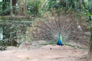 Orquidário tem programação especial no aniversário de Santos